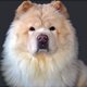 Bobo The Chow
