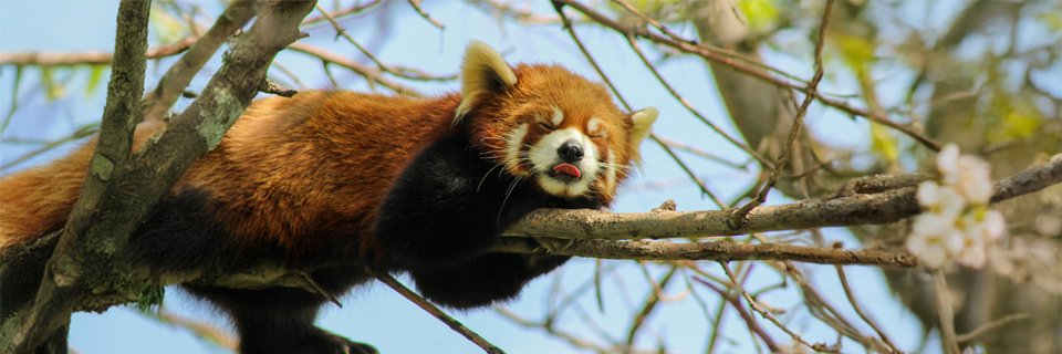 Legal Redpanda XR Game Studio